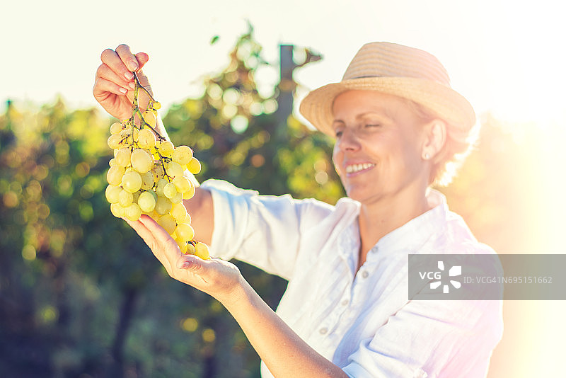 笑容满面的葡萄种植者在葡萄园里检查葡萄图片素材