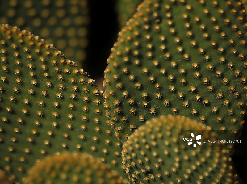 仙人掌针特写图片素材