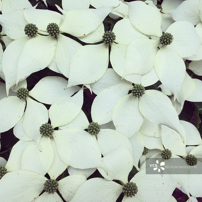 山茱萸图片素材