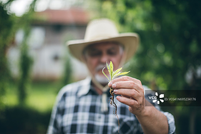 手捧新生的植物图片素材