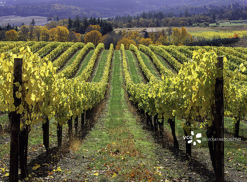 秋季的贝瑟尔高地葡萄园，树叶开始变色图片素材