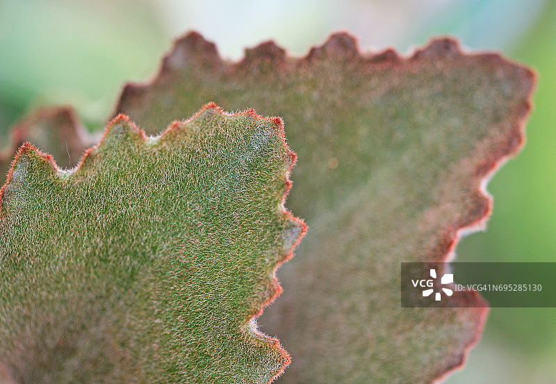 白姬之舞的叶子图片素材