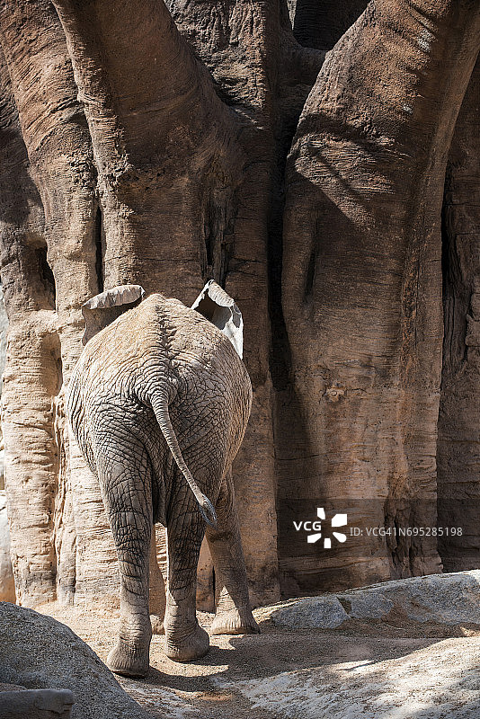 大象走开图片素材