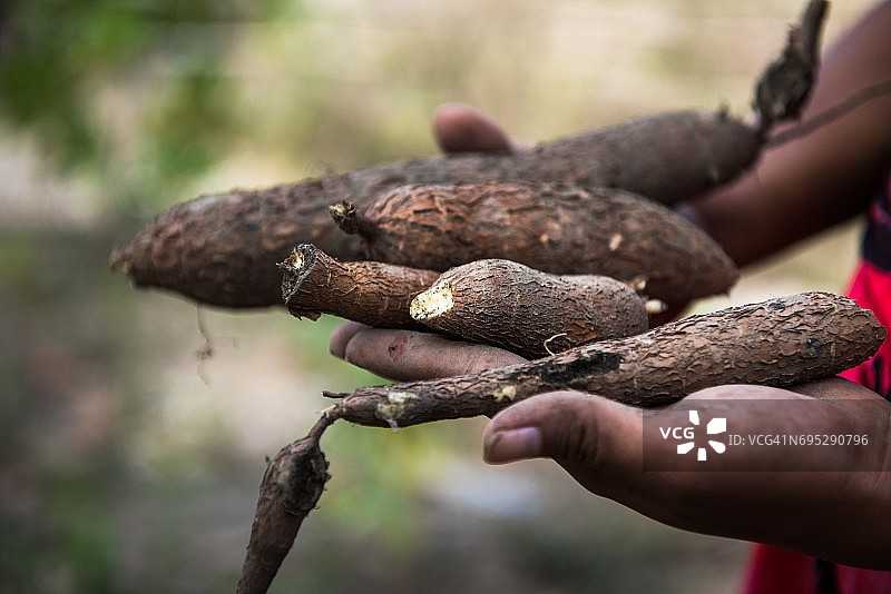 手中的生木薯图片素材