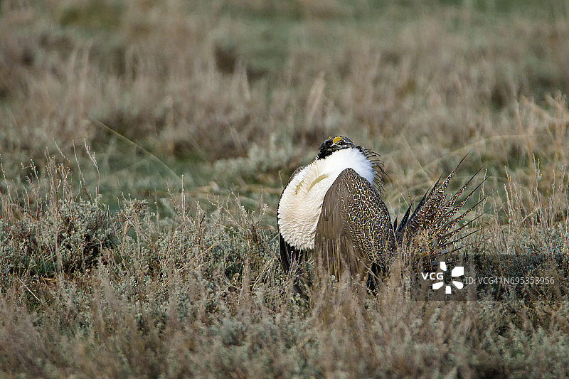 交配时间图片素材