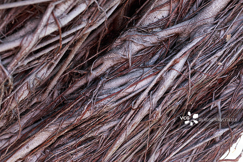 树干上布满树枝图片素材