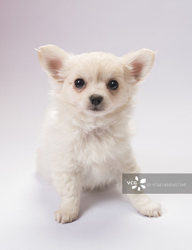 吉娃娃幼犬图片素材