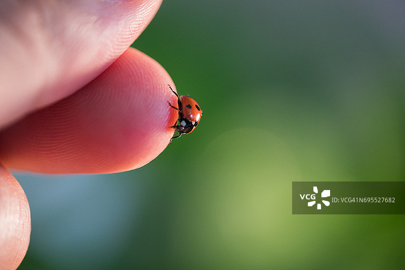 叶子上的瓢虫图片素材