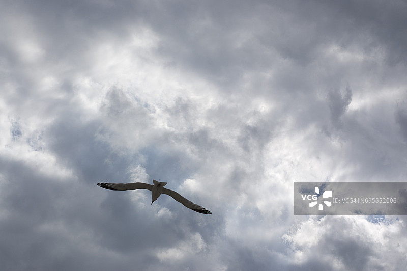 在密歇根湖飞翔的海鸥图片素材