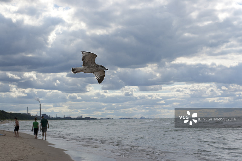 在密歇根湖飞翔的海鸥图片素材