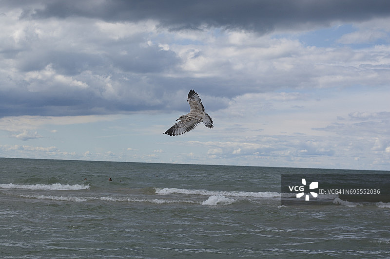 在密歇根湖飞翔的海鸥图片素材