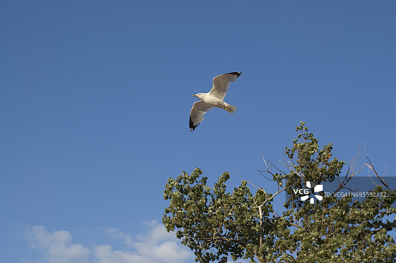 在密歇根湖飞翔的海鸥图片素材