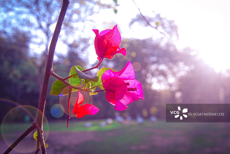 粉色三角梅图片素材