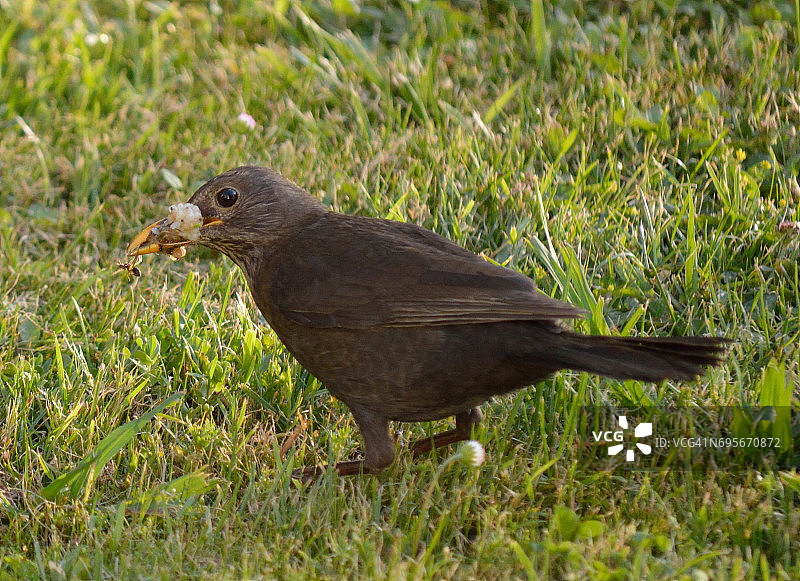 嘴里叼着几条虫的雌性黑鸟图片素材