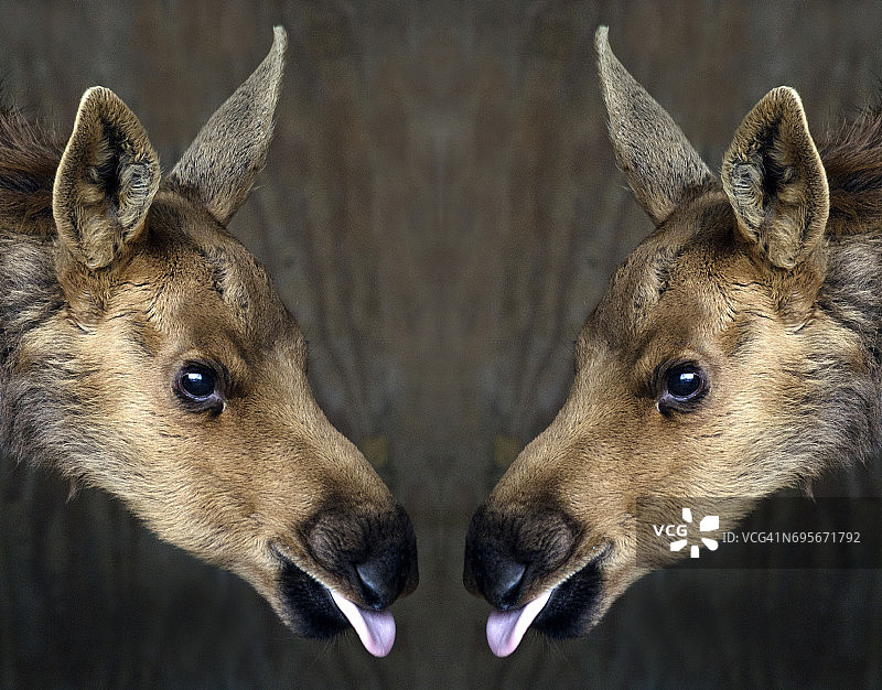 小驼鹿的镜像图片素材