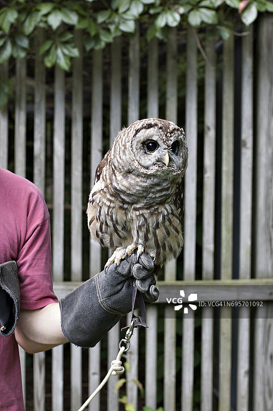 戴手套的手上的猫头鹰图片素材