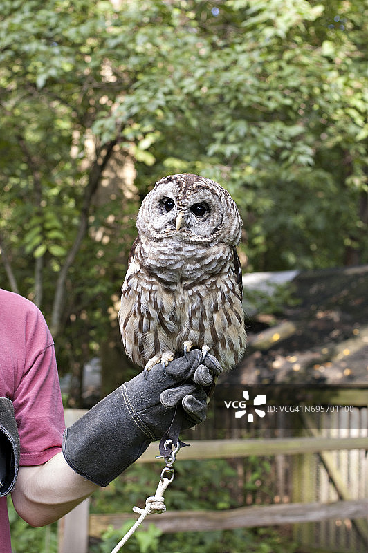 戴手套的手上的猫头鹰图片素材