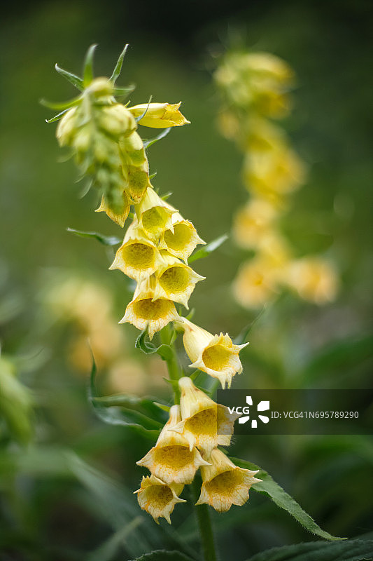 黄色毛地黄花图片素材
