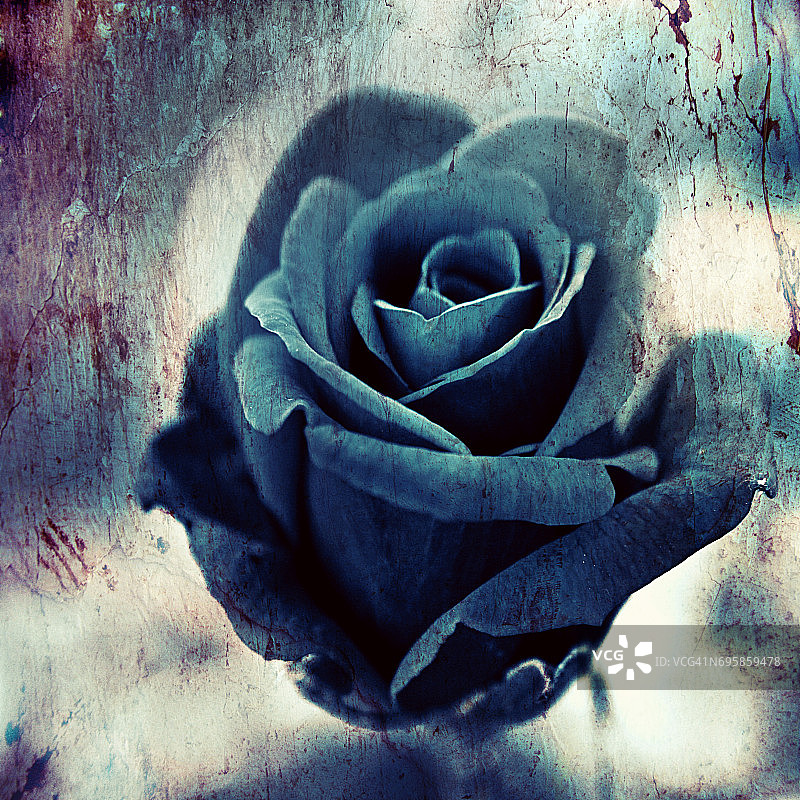 艺术蓝玫瑰图片素材