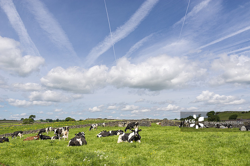 在翠绿草地上的奶牛图片素材