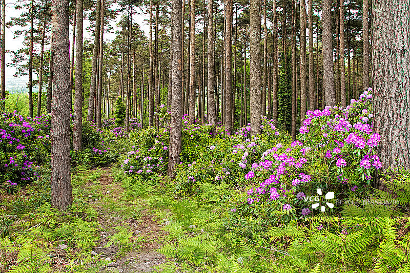 爱尔兰杜鹃花林山谷图片素材