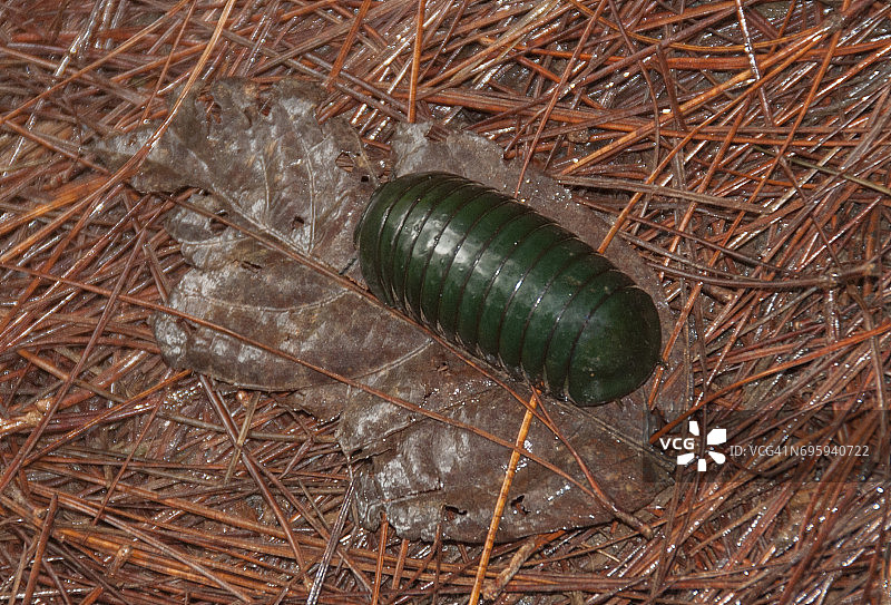 马达加斯加翠绿球马陆图片素材