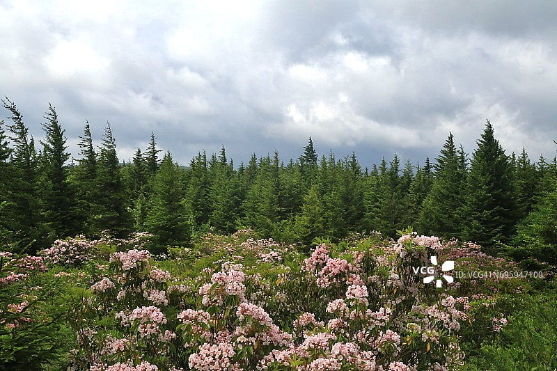 开花的杜鹃灌木与红色云杉常绿树木景观图片素材