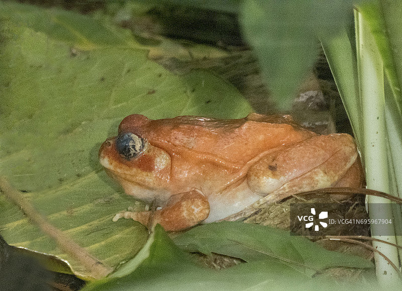 安通吉尔岛番茄蛙图片素材