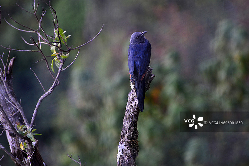 红翅椋鸟图片素材