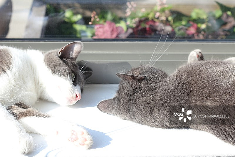 懒惰的猫图片素材