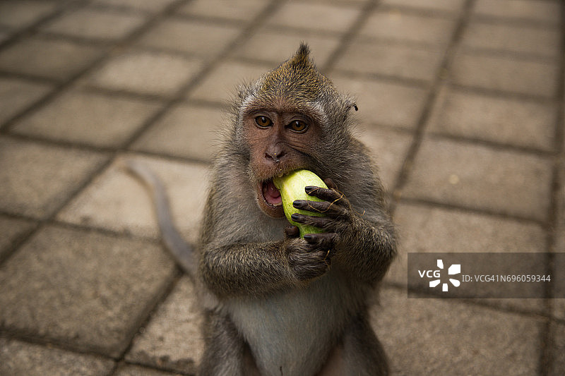 坐在巴厘岛雨林中吃蔬菜的可爱猴子图片素材