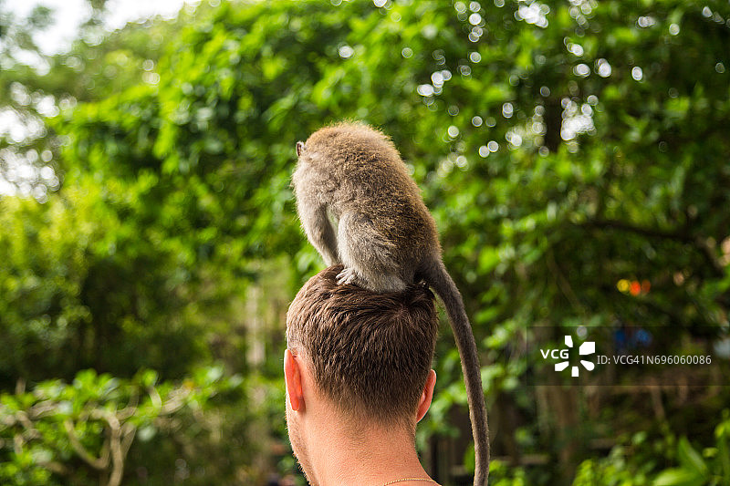 在巴厘岛上，猴子在游客的头顶上吃东西图片素材