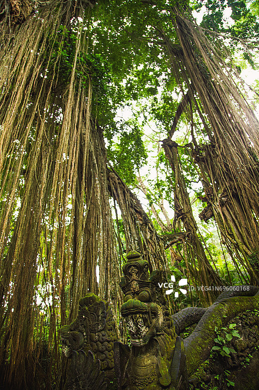 巴厘岛雨林景观，高大的树木与藤蔓，以及美丽的石桥图片素材