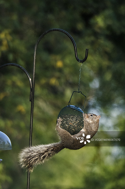 亚利桑那州灰松鼠在喂鸟器旁图片素材