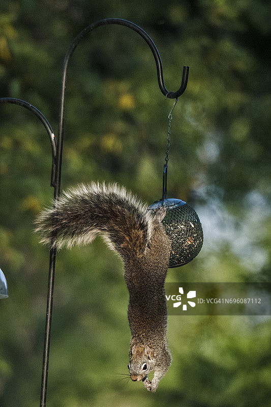 亚利桑那州灰松鼠在喂鸟器旁图片素材