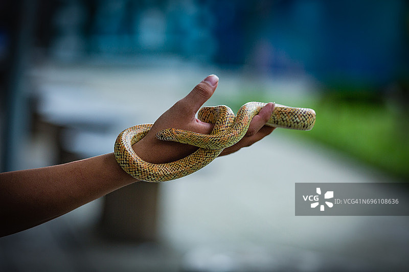网纹蟒图片素材