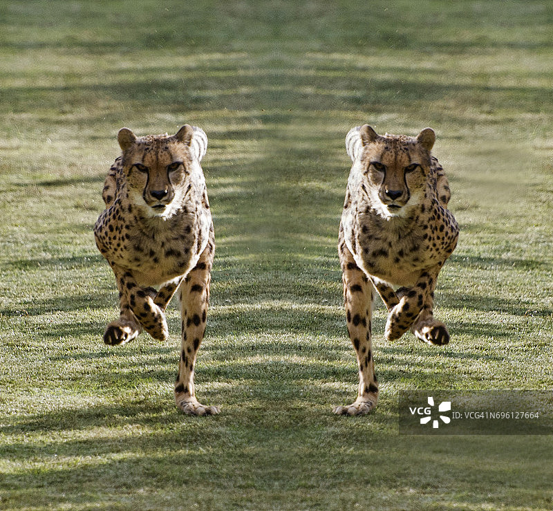 猎豹镜像图片素材