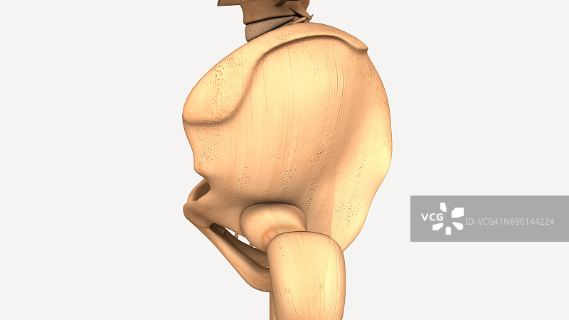 3D人体髋部解剖结构图片素材