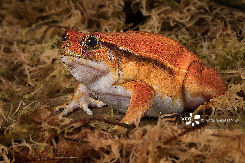 番茄蛙图片素材