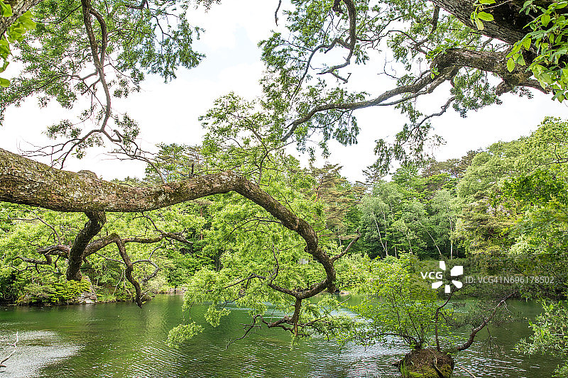 日本福岛五色沼的春日景色图片素材