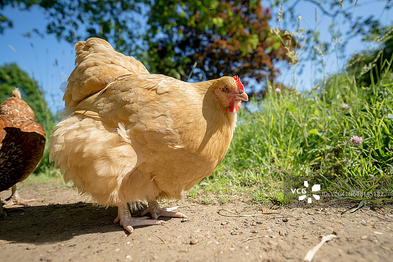 浅黄色奥平顿鸡图片素材