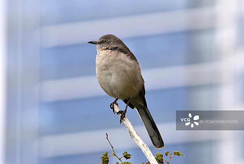 蓝灰蚋莺鸟类特写图片素材