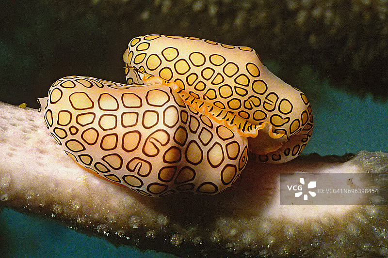 一对火焰舌宝螺图片素材