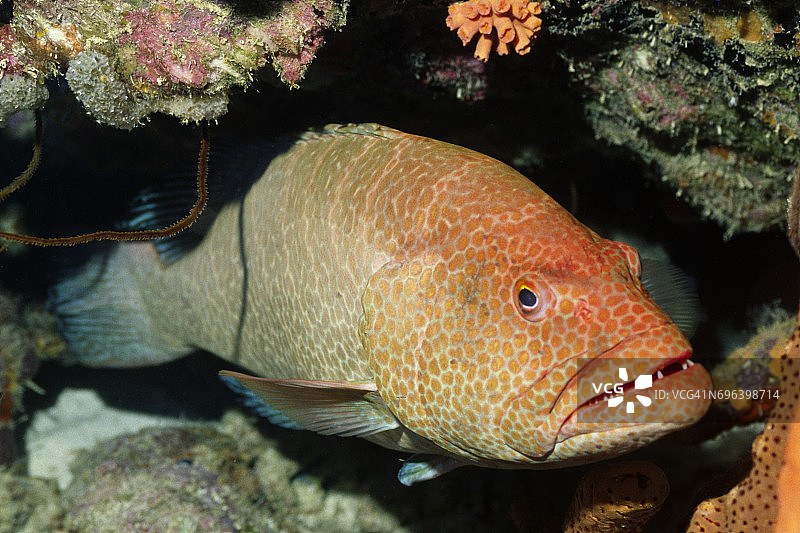 老虎斑图片素材