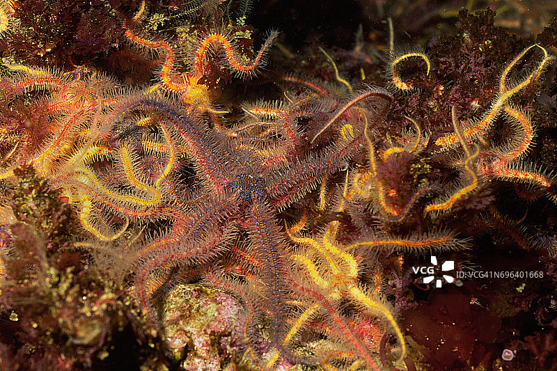 多棘海星图片素材