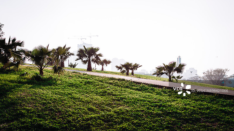 特拉维夫亚孔公园春景图片素材