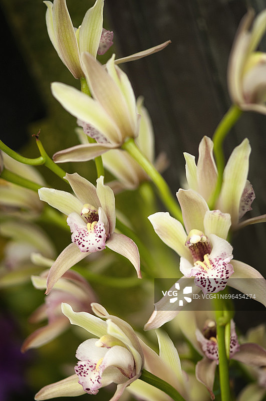 迷你兰花的鲜花图片素材