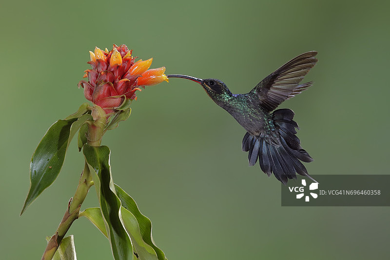 绿隐蜂鸟图片素材