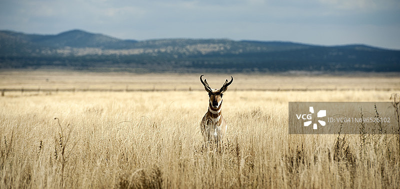美国新墨西哥州索科罗的美洲羚羊图片素材