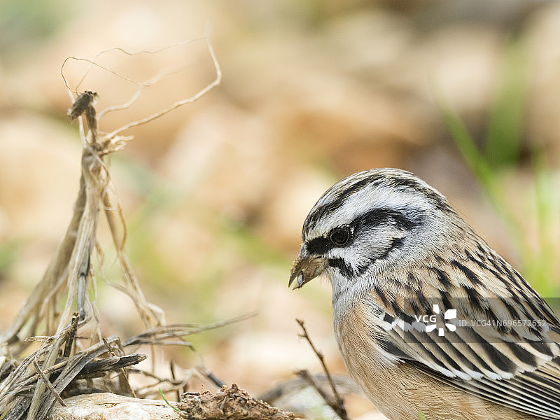雄性岩鹀头部特写，用喙收集草和泥筑巢，西班牙，欧洲图片素材